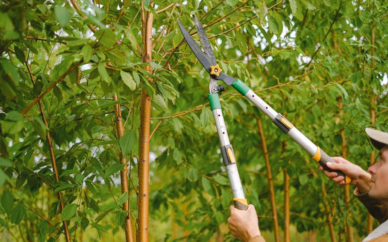 Tree trimming in Water Mill, NY