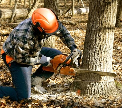 Tree Removal in Water Mill, NY